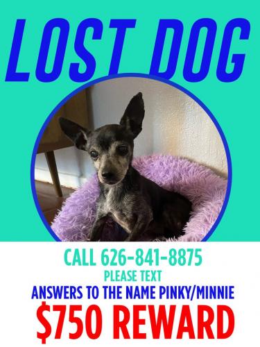 Lost Female Dog last seen Avenue 50, Los Angeles, CA 90042